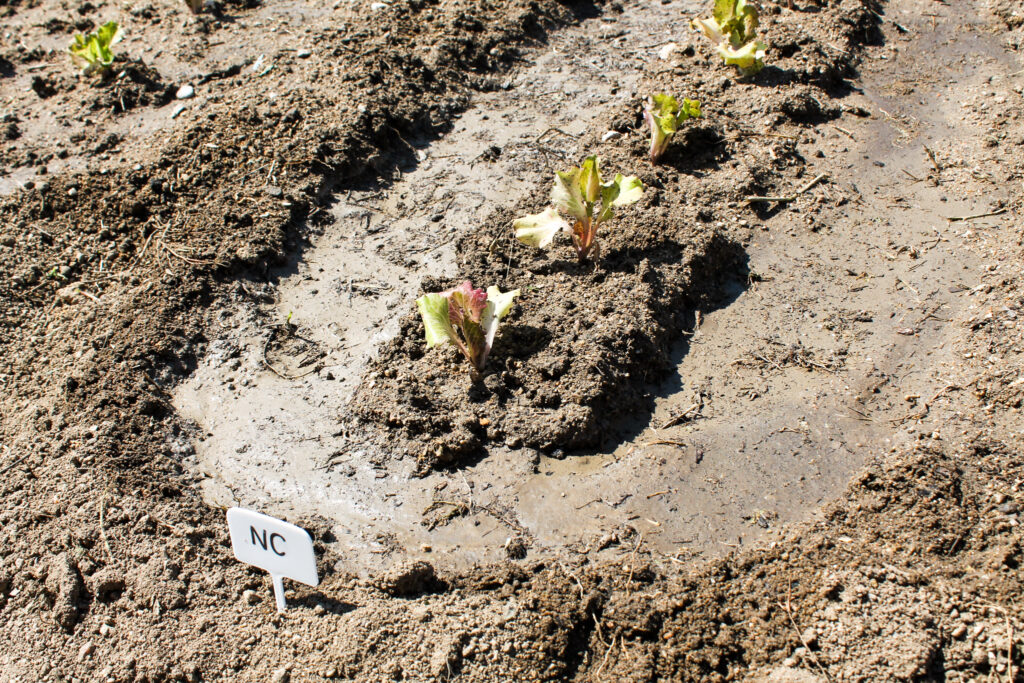 colegio-britanico-en-madrid-gardening infants 13