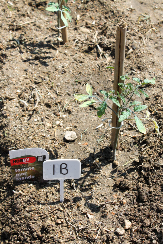 colegio-britanico-en-madrid-gardening infants 14