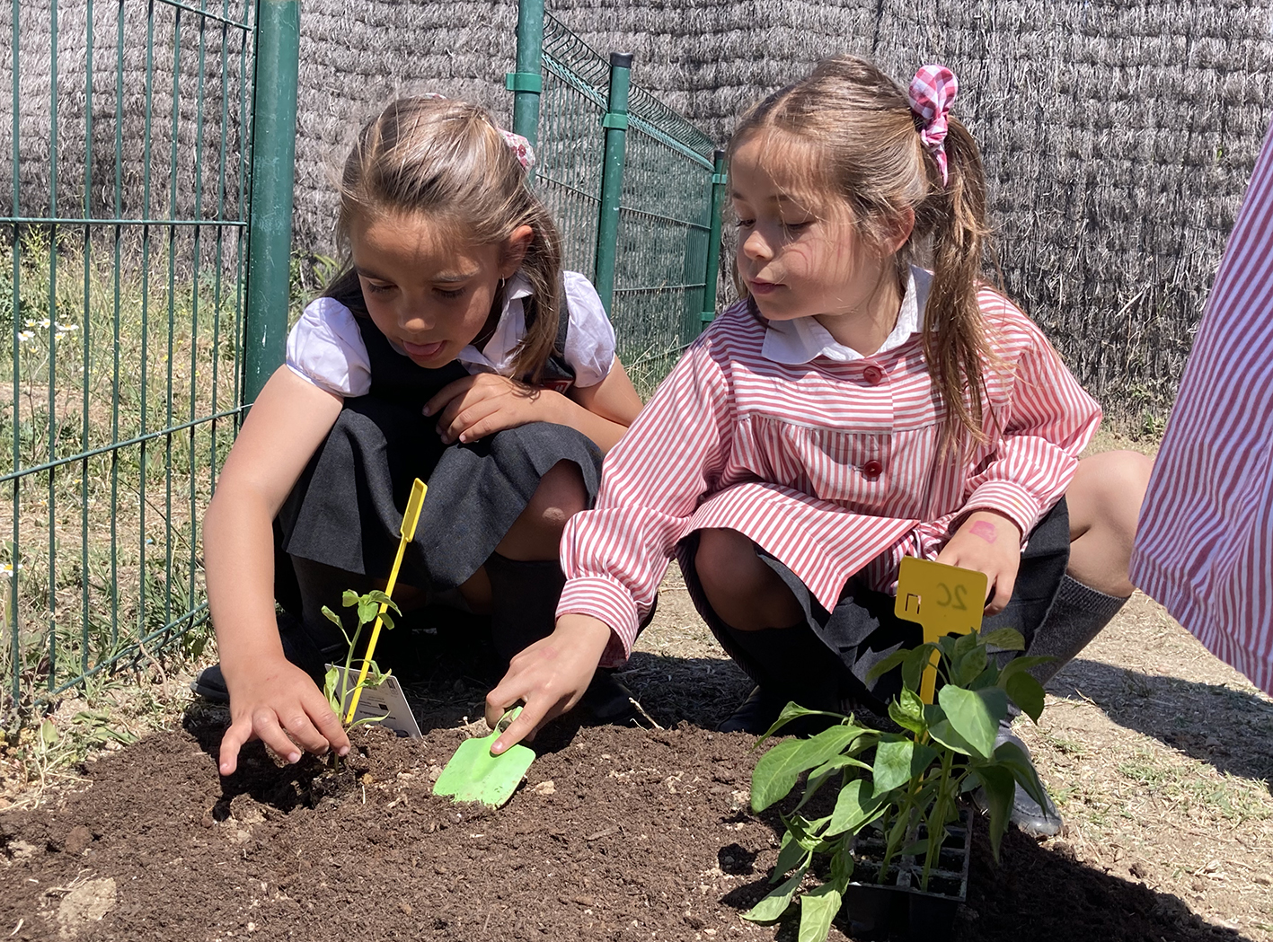 colegio-britanico-en-madrid-Huerto Escolar Alegra3